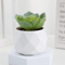 Add A Refreshing Touch Of Greenery To Your Space With This Charming Artificial Succulent Bonsai Des 6