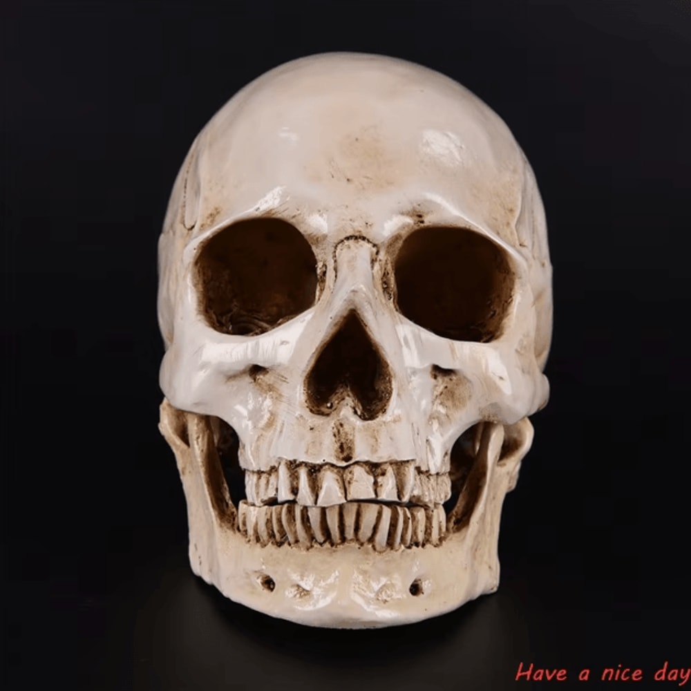 LifeSize Human Skull Resin Model Realistic Anatomical Decor Halloween Display 1