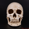 LifeSize Human Skull Resin Model Realistic Anatomical Decor Halloween Display 1