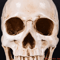 LifeSize Human Skull Resin Model Realistic Anatomical Decor Halloween Display 2