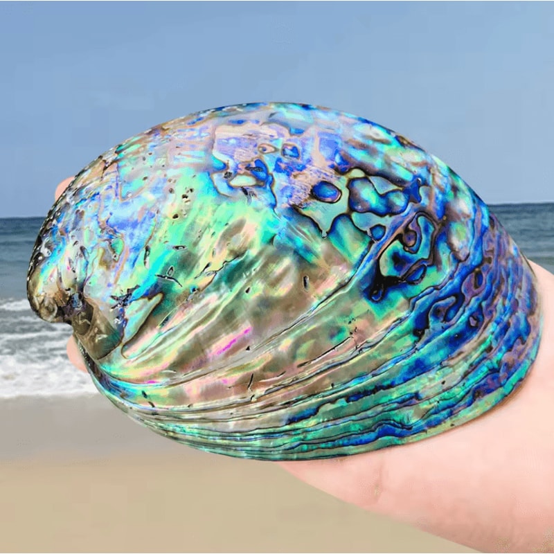 Paua Abalone Shell Sage Smudge Kit With Stand Natural Energy Cleansing Spiritual Home Decor 1