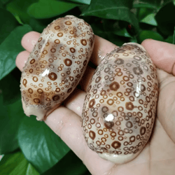 natural cowrie sea shell set – decorative talparia argus shells for home & aquarium decor