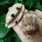 Natural Cowrie Sea Shell Set Decorative Talparia Argus Shells For Home Aquarium Decor 1