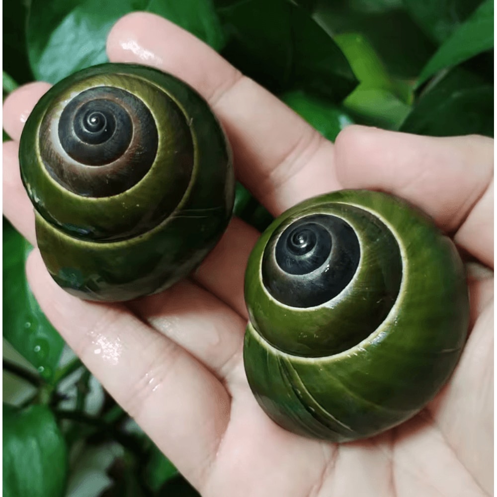 Natural Green Jade Snail Shell Aquarium Home Decor Specimen Ornament 1