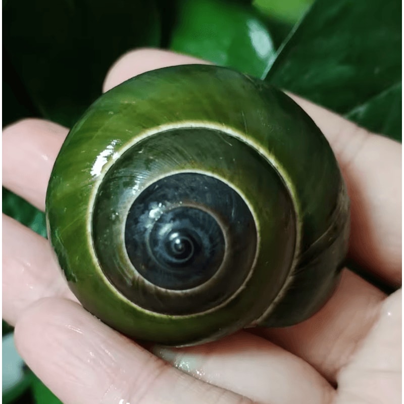 Natural Green Jade Snail Shell Aquarium Home Decor Specimen Ornament 2
