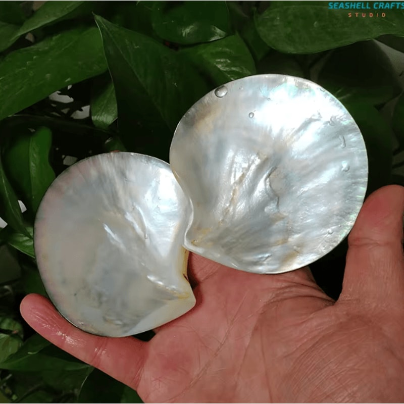 Black Mother Of Pearl Shell Natural Polished DIY Jewelry Decor Piece 2
