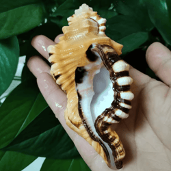 black-spotted triton sea shell – natural aquarium & coastal decor specimen