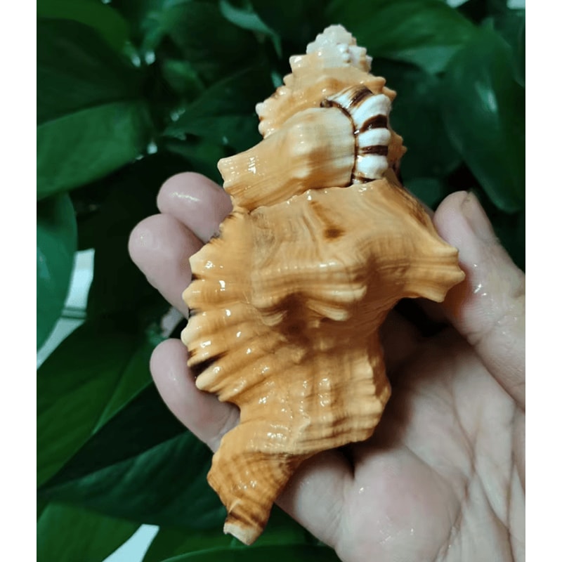 BlackSpotted Triton Sea Shell Natural Aquarium Coastal Decor Specimen 1