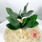 Real Touch Phalaenopsis Orchid Leaves Lifelike Faux Greenery For Elegant Arrangements 0