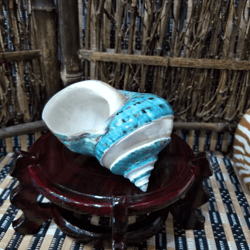 natural turbo hermit crab shells (9–11cm) – coastal decorative seashells for home & crafts