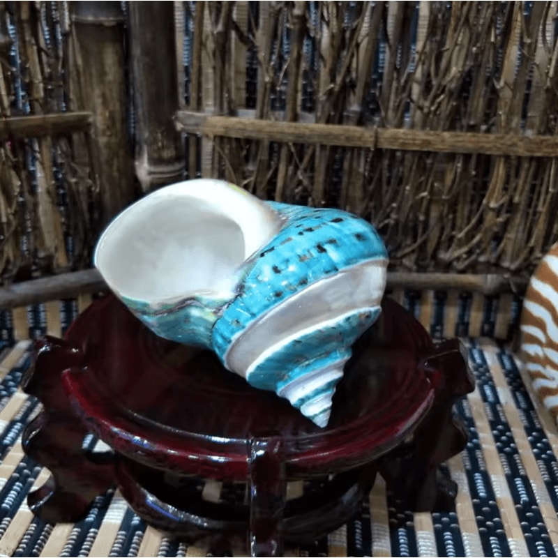 Natural Turbo Hermit Crab Shells 911cm Coastal Decorative Seashells For Home Crafts 0