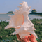 Large Natural Murex Ramosus Shell Real Ocean Conch Coastal Decor Wedding Accent 1