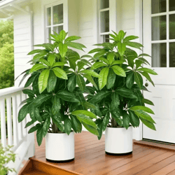 large artificial money tree palm – realistic tropical plant for indoor & outdoor decor
