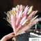 Blush Pampas Grass Gypsophila Boho Wedding Bouquet Centerpiece 3