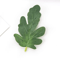50PCS Watermelon Leaf Artificial Craft Set DIY Greenery For Weddings Creative Decor 2