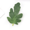 50PCS Watermelon Leaf Artificial Craft Set DIY Greenery For Weddings Creative Decor 3
