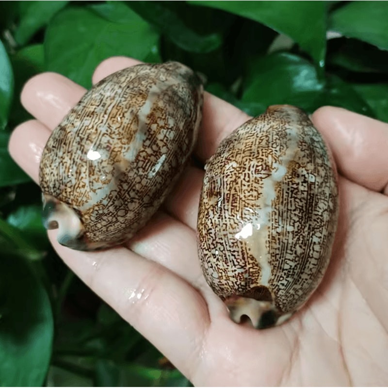 Natural Arabian Cowrie Shell Set Authentic Seashells For DIY Crafts Beach Decor 0