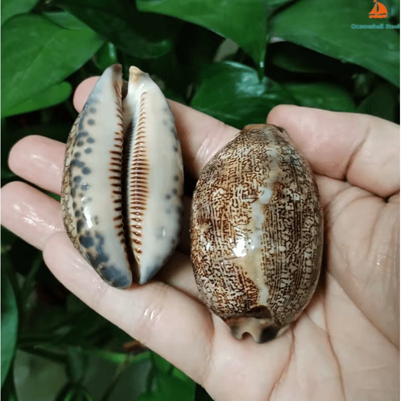 Natural Arabian Cowrie Shell Set Authentic Seashells For DIY Crafts Beach Decor 1