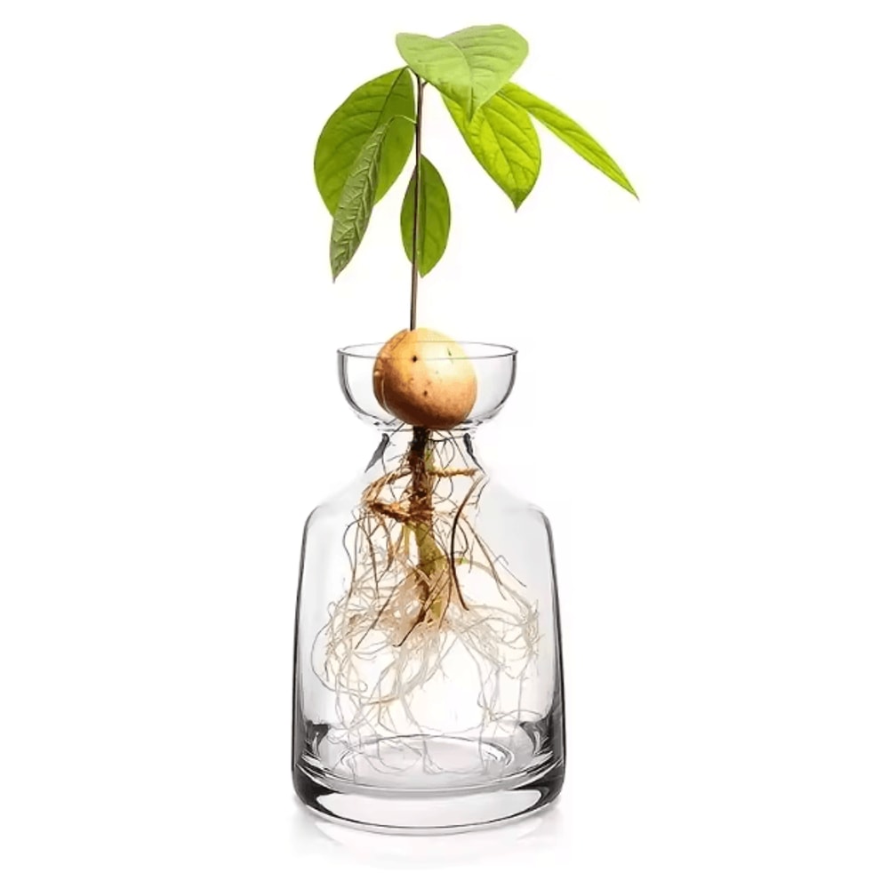Fourpiece Avocado Seed Starter Vase Grow Your Own Avocado Tree Unique Glass Planting Pot For Garden 1