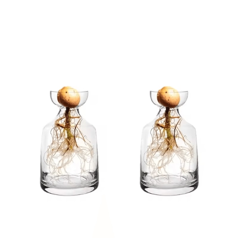 Fourpiece Avocado Seed Starter Vase Grow Your Own Avocado Tree Unique Glass Planting Pot For Garden 2