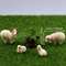 4PCS Miniature Resin Sheep Family Set Cute Farm Animal Decor For DIY Display 2