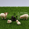 4PCS Miniature Resin Sheep Family Set Cute Farm Animal Decor For DIY Display 2
