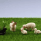 4PCS Miniature Resin Sheep Family Set Cute Farm Animal Decor For DIY Display 3