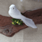 Realistic Artificial Dove Decoration Simulation Pigeon Bird Figurine For Home Events 5