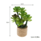 1 12 Miniature Dollhouse Plants Set Realistic Mini Potted Plant Decor For DIY Scenes 4