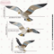 Retro Wooden Seagull Wall Decor Set Coastal Seagull Wall Hanging Ornaments 3