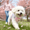 Floral Mesh Dog Harness Leash Set Breathable Reflective Vest For Small Dogs 0