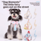 BowCharm Reflective Small Dog Harness Vest With Leash Breathable Secure Outdoor Fit 0