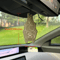 BatShaped Aromatherapy Car Air Freshener Pendant 4
