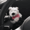 Cute Bow Puppy Steering Column Car Ornament 2