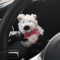 Cute Bow Puppy Steering Column Car Ornament 2