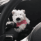 Cute Bow Puppy Steering Column Car Ornament 4