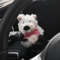 Cute Bow Puppy Steering Column Car Ornament 4