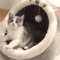 SnuggleDome SemiEnclosed Warm Cat Nest Bed 2