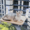 CloudLounge Foldable Window Cat Hammock 0
