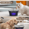 AquaFlow 25L Automatic Pet Water Fountain For Cats Dogs 1
