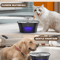AquaFlow 25L Automatic Pet Water Fountain For Cats Dogs 1