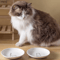 BlossomDish Ceramic Cat Bowl With Silicone AntiSlip Pad For Food Water 2