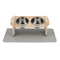 Adjustable Elevated Cat Bowl Stand With Silicone Feeding Mat For Cats Small Pets 1
