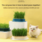 Hydroponic Cat Grass Growing Box For Fresh Indoor Cat Snacks 0