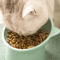 ComfortTilt Elevated Pet Feeding Bowl For Cats Small Dogs 2