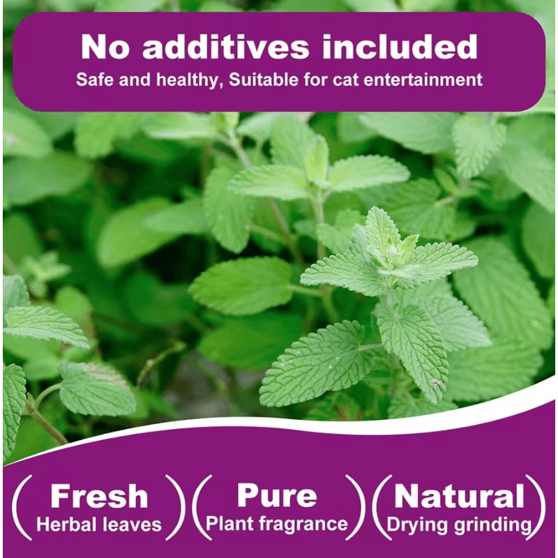 PurrBloom Premium Natural Catnip Jar For Cats Kittens 2