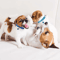 PawTag Soft Puppy ID Collar Set With Bells 12 Adjustable Whelping Collars 3