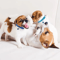 PawTag Soft Puppy ID Collar Set With Bells 12 Adjustable Whelping Collars 3