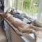 Sunny Window Hanging Cat Hammock Bed With 20kg Capacity 1