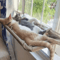 Sunny Window Hanging Cat Hammock Bed With 20kg Capacity 1